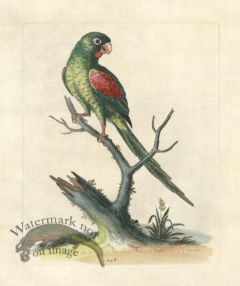 Edwards Parrot 29.jpg